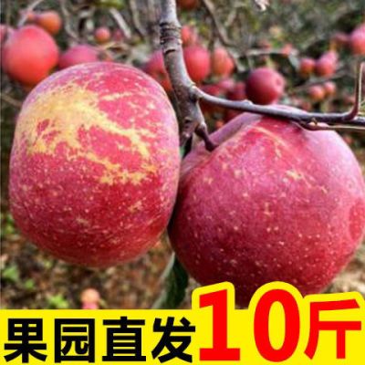冰糖心苹果红富士新鲜水果应季批发丑苹果整箱3/5/10斤脆甜包邮
