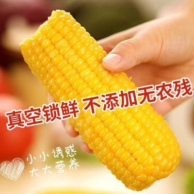 【源头工厂】东北糯玉米黄玉米玉米棒真空包装非转基因粗粮代餐