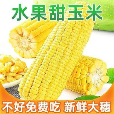 云南新鲜金银爆浆水果玉米非转基因甜玉米当季云南水果玉米
