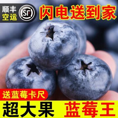 【顺丰空运】新鲜蓝莓鲜果特大果孕妇宝宝辅食蓝莓水果现摘批发