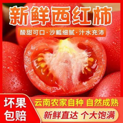 云南普罗旺斯露天沙瓤西红柿子生吃自然成熟新鲜蔬菜番茄包邮批发