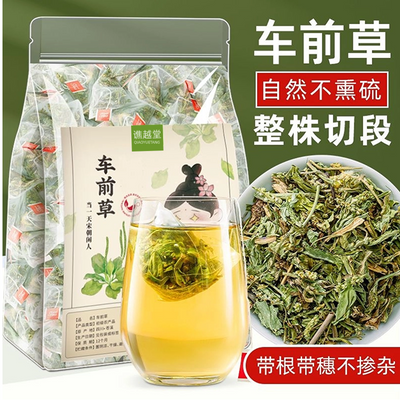 车前草泡茶泡水喝车前草干货一等品特级车前草中药材茶包新鲜整棵