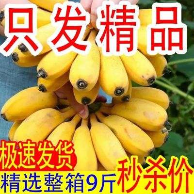 正宗苹果蕉广东粉蕉当季新鲜水果包邮香蕉饱满香甜应季水果一整箱