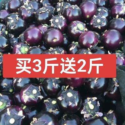 新鲜圆茄2024蔬菜当季圆茄子黑茄子紫茄子食堂家常菜买3斤送2斤菜