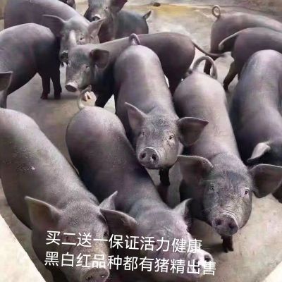 正宗猪种大白长白二元杜洛克黑金刚巴克夏太湖香猪苏太猪精液体