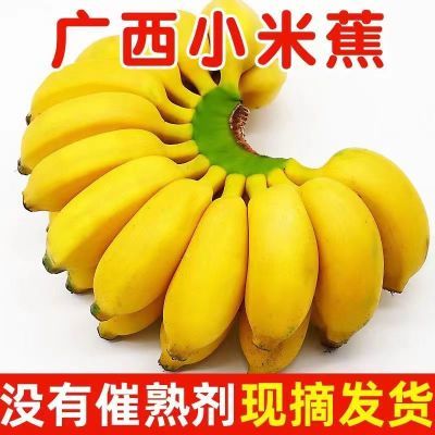 【首单特惠】广西小米蕉批发高山薄皮正宗甜香蕉新鲜水果纯天然
