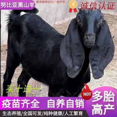 【大热卖】纯种努比亚黑山羊小羊羔活羊3个月羊崽幼崽羊养殖正宗