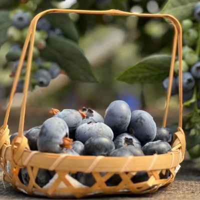 新客立减超值蓝莓王高山露天种植蓝莓一箱批发价