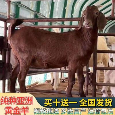 【热卖】黄金羊小羊羔活羊黄金羊羊苗头胎怀孕母羊3到6个月羊养殖