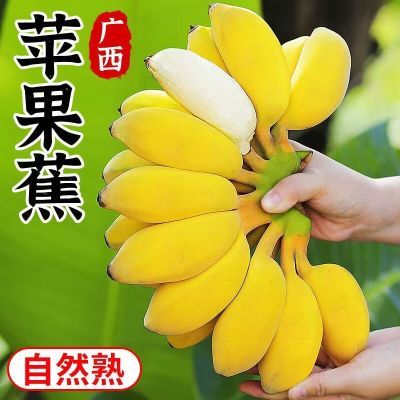 广西苹果蕉新鲜香蕉新鲜自然熟当季水果小香芭蕉小米蕉整箱