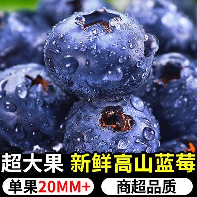 【大果蓝莓王】新鲜蓝莓高山种植当季现摘特大果孕妇宝宝鲜果批发