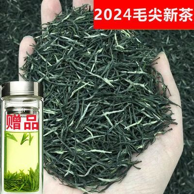 正宗毛尖茶叶2024新茶信阳绿茶春茶散装浓香型嫩芽浓香耐泡茶