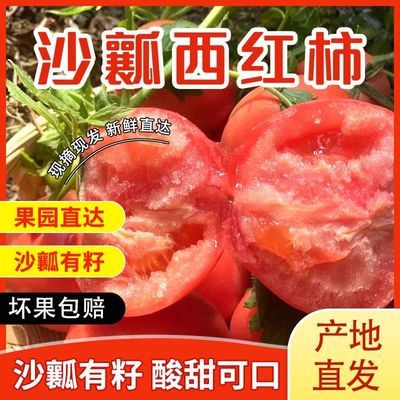 沙瓤西红柿非普罗旺斯西红柿自然成熟沙瓤生吃应季水果柿子批发