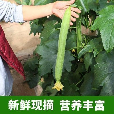 【只为冲量】丝瓜新鲜丝瓜现摘丝瓜鲜嫩蔬菜绿皮丝瓜净重1/3/5斤