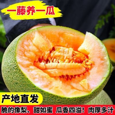 自然搭档新鲜哈密瓜晓蜜25号热带应季水果海南甜蜜瓜整箱3/5/8斤