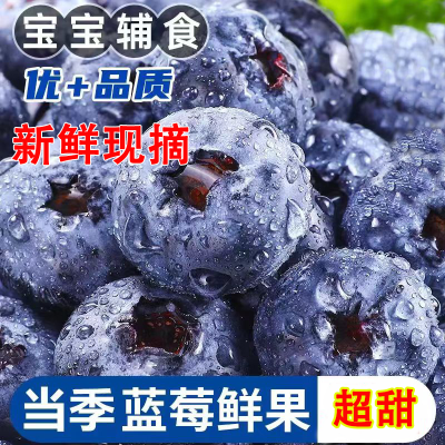 【果农现摘】现货新鲜蓝莓水果特大果孕妇宝宝辅食鲜果新鲜批发