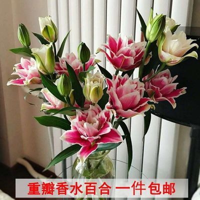 云南基地直发香水百合鲜花家用办公婚礼派对便宜实惠