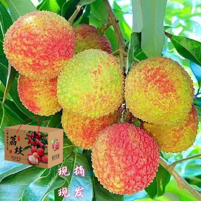【果园直发】广东高州妃子笑荔枝老树现摘现发当季海南新鲜水果