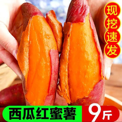 来自广东西部的湛江沙地蜜薯西瓜红软糯香甜无丝地瓜绿色营养