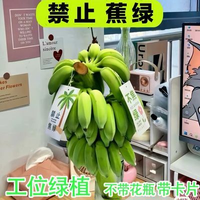 【水培香蕉】纯天然蕉绿整串带杆办公室绿植插花新鲜水果小米蕉