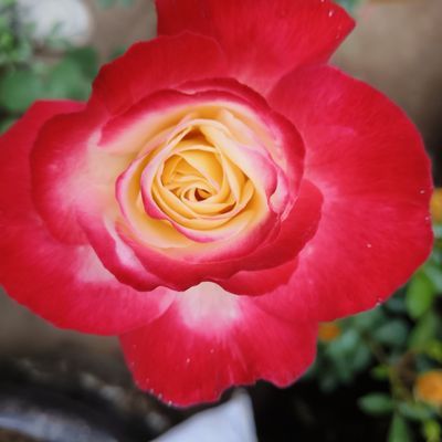 红双喜月季浓香型阳台室室外庭院花苞玫瑰花苗