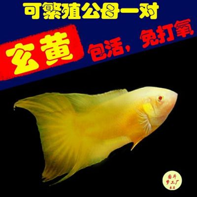 招财鱼中国黄金斗鱼免打氧冷水淡水观赏小鱼好养耐活免加温懒人鱼