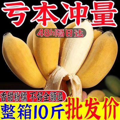 广东苹果蕉正宗应季水果香蕉新鲜超甜薄皮现摘新鲜香甜粉糥