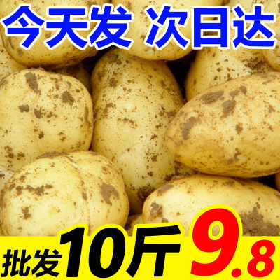 【今年新货】新鲜云南大土豆现挖现发马铃薯洋芋整箱包邮蔬菜水果