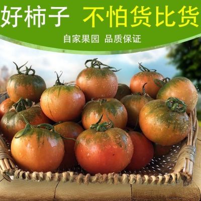 草莓铁皮柿子盘锦盐碱地番茄自然成熟丹东碱地绿腚鹰爪新鲜西红柿