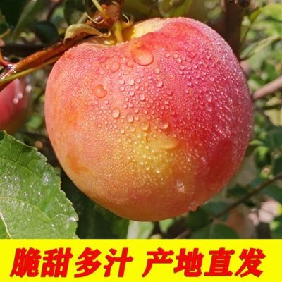 【脆甜】新鲜水果脆甜丑苹果冰糖心红富士苹果爆甜应季一整箱批发