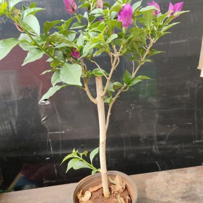 云南紫盆栽苗12.8,少量花包,介意勿拍,不售后,送肥,
