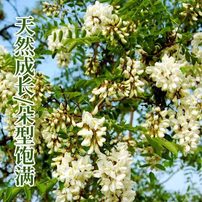 【包邮】当季槐花新鲜2024年一整箱正宗野生洋槐花槐米花骨朵