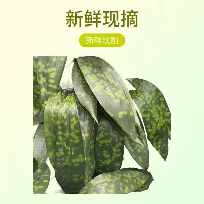 峨眉山粽叶铜钱花端午包粽子一叶兰大宽叶云南粽子叶包邮【5天内发货】