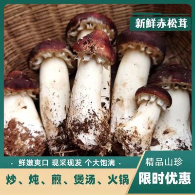 仿野生种植赤松茸松茸菇球盖菇蘑菇菌菇新鲜纯天然煲汤农家无公害