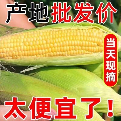 非转基因黄金玉米水果玉米云南新鲜玉米爆汁甜玉米段低脂速食粗粮