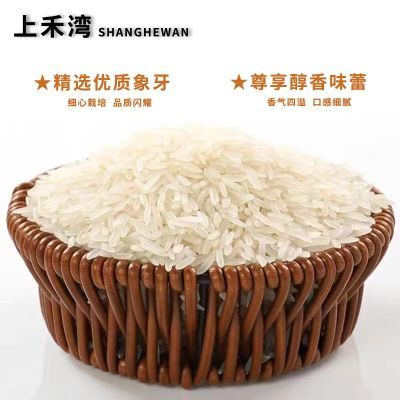 【一级猫牙米】晚稻新米广西正宗长粒香米农家丝苗米细长米象牙米