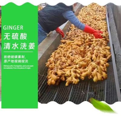 新鲜现挖山东老黄姜无硫磺水洗风干大姜特级生姜食用昌邑大黄姜。