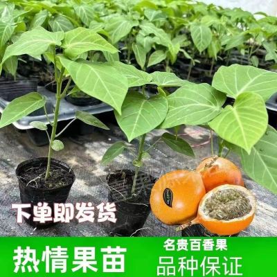 改良纯甜嫁接苗新品种热情果特大哥伦比亚热情果苗西双版纳