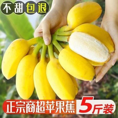 【正宗苹果蕉】现摘广东苹果粉蕉软糯香甜当季新鲜水果香蕉一整箱