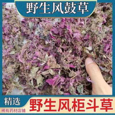 福建野生风柜斗草正宗风斗柜风柜草风骨草风谷草风鼓草红杆褚头红