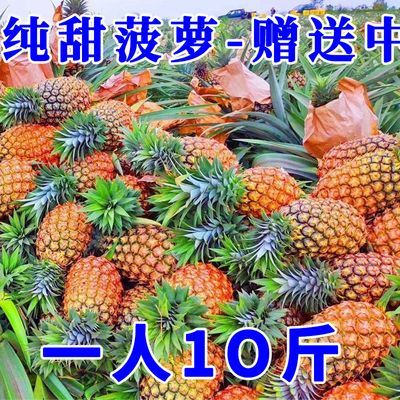 【最后50件】云南香水大菠萝新鲜菠萝手撕菠萝脆甜当季水果非凤梨