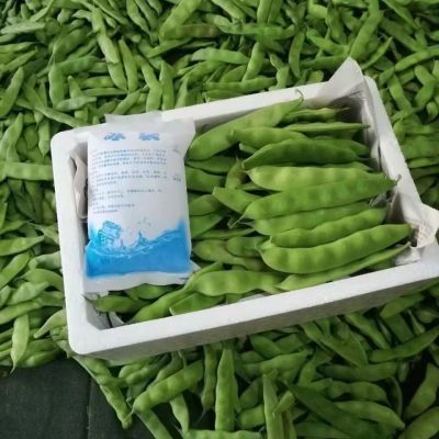 吉林特产油豆角九月青油豆角蔬菜无筋开锅烂保纯新鲜食用