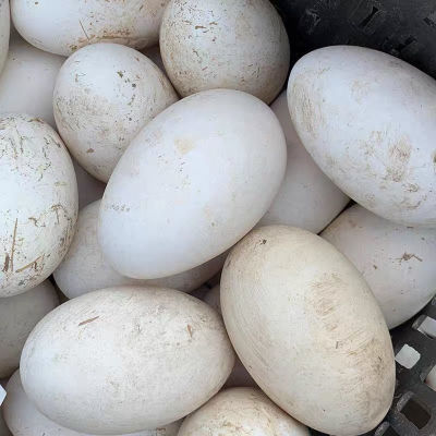 12枚新鲜鹅蛋农家散养孕妇正宗土鹅蛋新鲜杂粮喂养去胎毒现发整箱