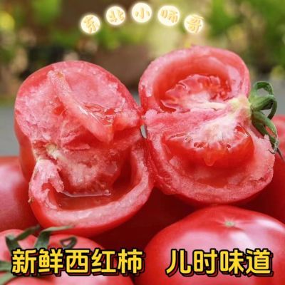 [五一大促】当季新鲜番茄西红柿自然熟生吃沙瓤非普罗旺斯大果