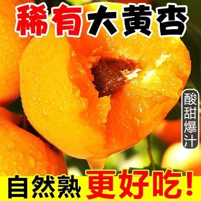 【现摘】新鲜大黄杏子金太阳应季孕妇水果整箱批发包邮红杏梅杏