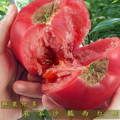 【五一大促】沙瓤西红柿自然熟可生吃现摘番茄大果老品种西红柿