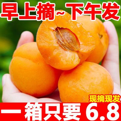 杏子水果新鲜现摘应当季酸甜大黄杏贵妃甜杏整箱批发酸杏非青杏