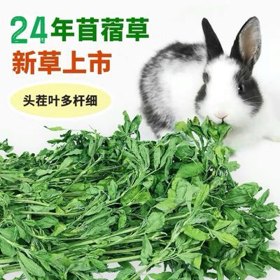 24年新紫花苜蓿草烘干草兔粮龙猫荷兰猪粮豚鼠牧草兔草饲料营养草