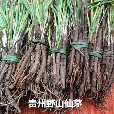 野生仙茅中草药材包邮贵州地棕独茅先矛独脚先毛仙毛仙矛新鲜