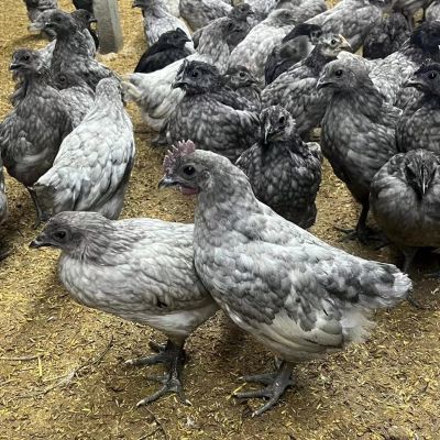 青年安义瓦灰鸡母鸡1.2斤公鸡1.4斤左右瓦灰鸡绿壳蛋鸡瓦灰